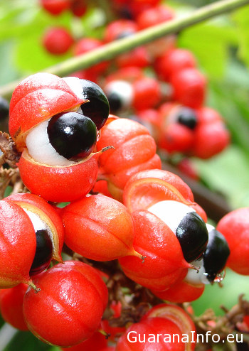 Guarana (Paullinia cupana)